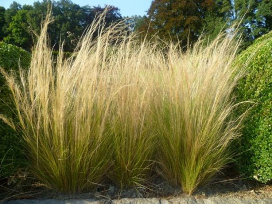 Connaître les plantes - Stipa Tenuifolia - Les Doigts Fleuris