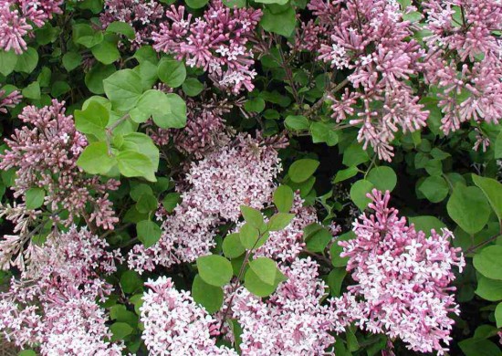 Connaître les plantes - Syringa Microphylla Superba, dit "le lilas de Chine" - Les Doigts Fleuris