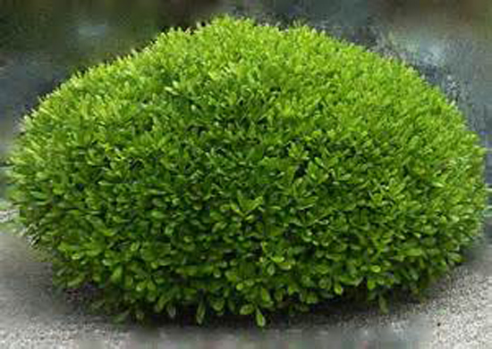 Connaître les plantes - PITTOSPORUM TOBIRA 'NANUM' - arborix.be - Les Doigts Fleuris - Le blog Alternatif Jardin