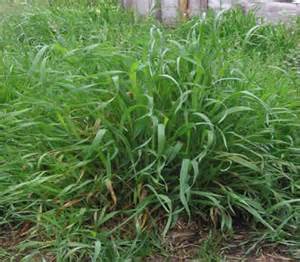 Astuces Jardin - Chiendent - Les doigts Fleuris