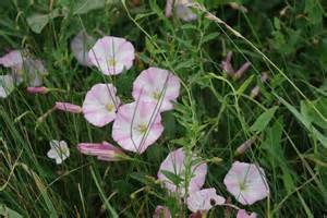 Astuces Jardin - Le liseron des champs - Les doigts Fleuris