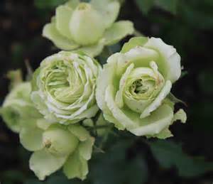 Carnet de tendance - roses  lovely green - Les Doigts Fleuris