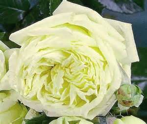 Carnet de tendance - roses  elfe - Les Doigts Fleuris