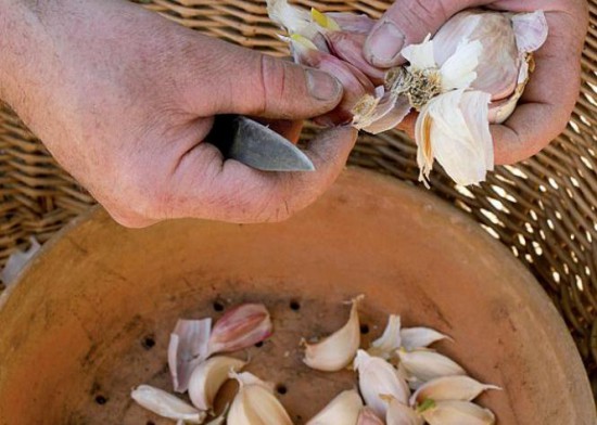 Traitement naturel des plantes - recette de pascal clerc - ail laurier purin - Les Doigts Fleuris
