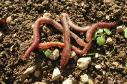 Faire épanouir son jardin - Des vers à tous les étages ! - Les Doigts Fleuris