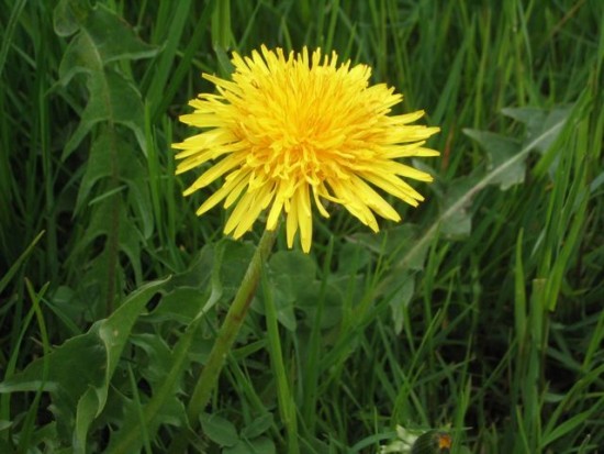 Le Pissenlit en salade - Les doigts fleuris