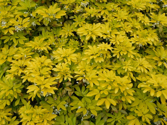 Les arbustes dorés ou jaunes, un feuillage qui se plait à la mi-ombre - blog jardin