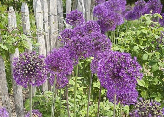 Connaître les plantes - La fleur d'aulx (ail) - Les Doigts Fleuris