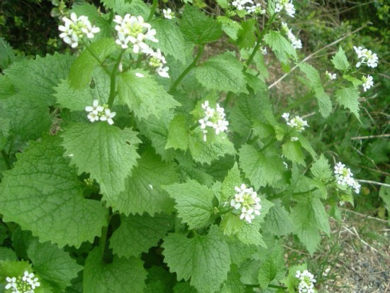 Alliaire, ail sauvage - Les Doigts Fleuris