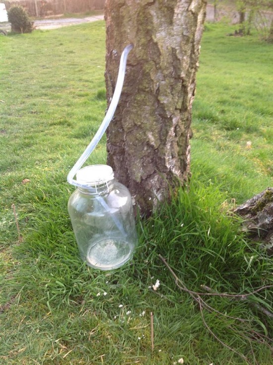 Connaître les plantes - La sève du bouleau - Les Doigts Fleuris