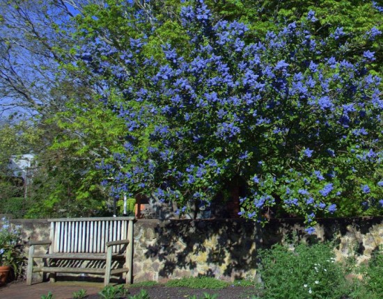 Le Céanothe Concha Et Le Ceanothus Arboreus Des Arbustes