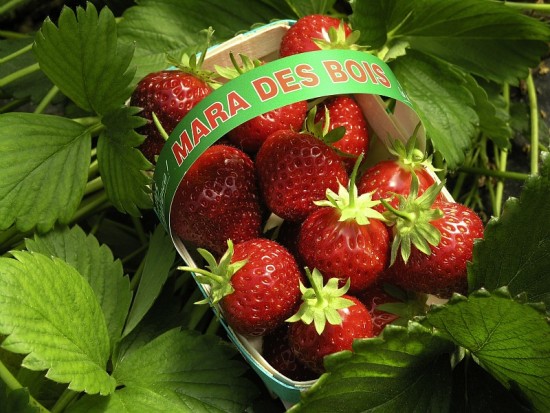 Faire son potager - "Mara des bois", "Annabelle", "Maestro" et "Garriguette" : Une grosse envie de fraises... - Les Doigts Fleuris