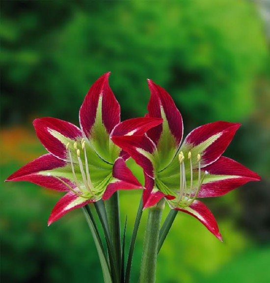 Connaître les plantes - le lys de bolivie - les doigts fleuris