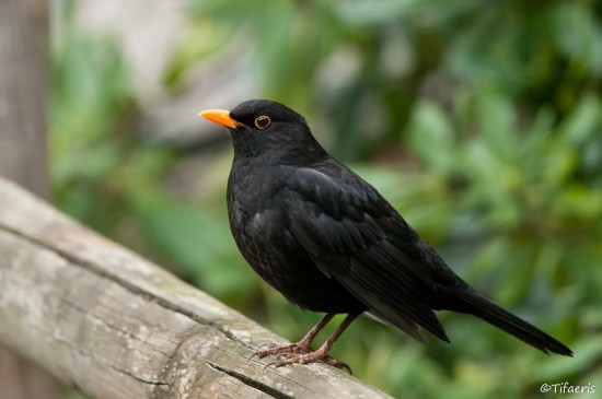 Le Merle Noir Chante Dans Nos Jardins Blog Jardin