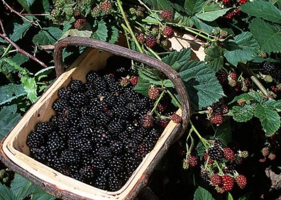 Potager - mûre - les doigts fleuris