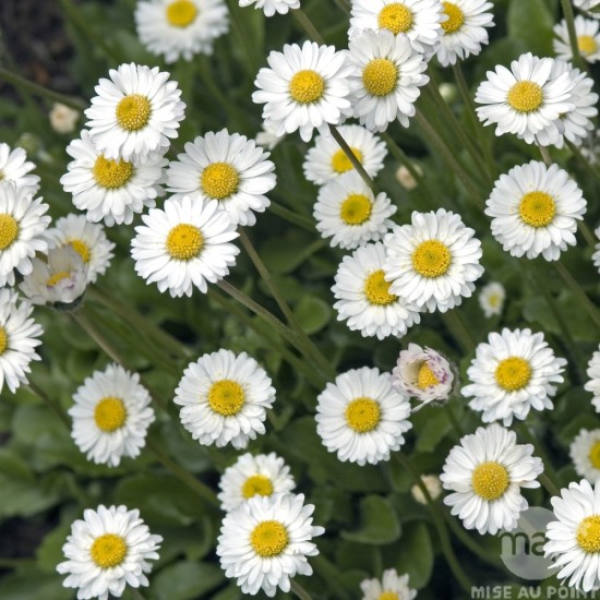 Astuces Jardin - Le baume pâquerette - Les Doigts Fleuris