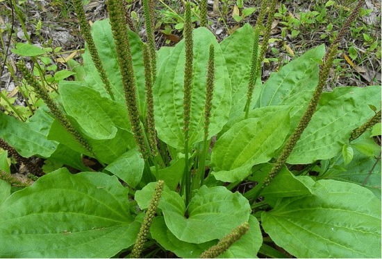 Le plantain lancéolé en salade - Les doigts fleuris