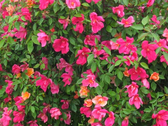 Tendance Jardin - La Rosa Mutablis – Plante du mois de avril 2015 - Les Doigts Fleuris