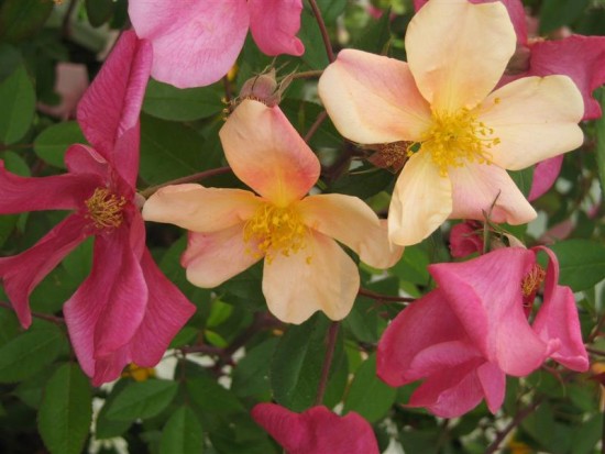Tendance Jardin - La Rosa Mutablis – Plante du mois de avril 2015 - Les Doigts Fleuris