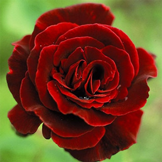 Connaître Les Plantes - La Rose De Guinée - Les Doigts Fleuris