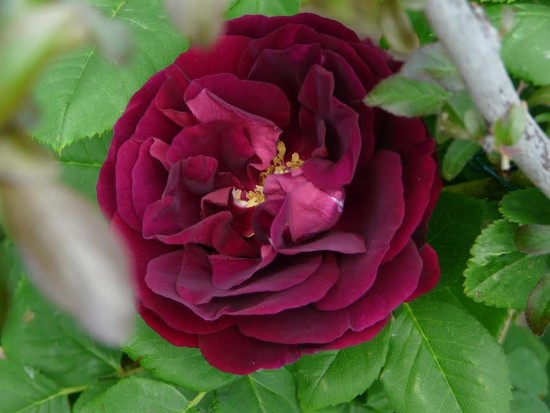 Connaître les plantes - La Rose Souvenir du Dr. Jamain - Les Doigts Fleuris