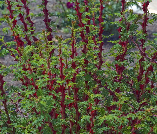 Sericea Ptéracantha - les doigts fleuris