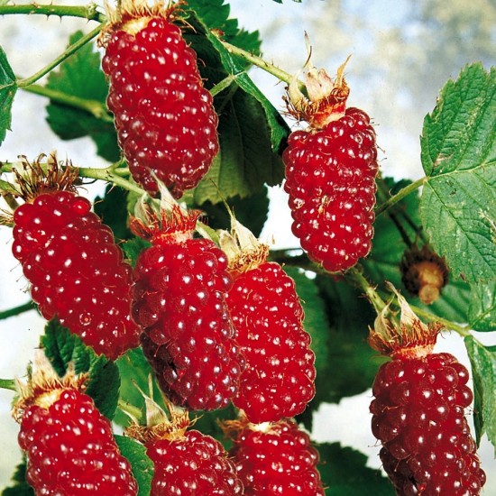 Mûre Framboise Ou « medena Tayberry », Une Plante à Fruits