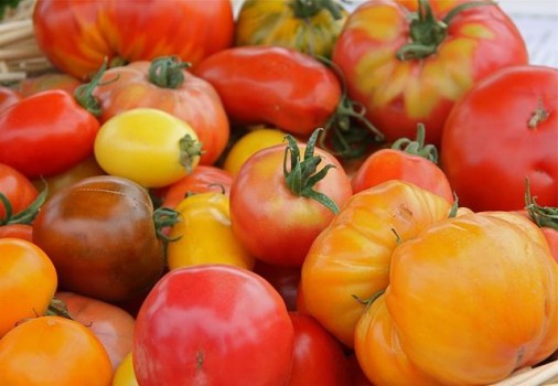 Faire pousser des tomates sans eau et sans pesticide - Les Doigts Fleuris