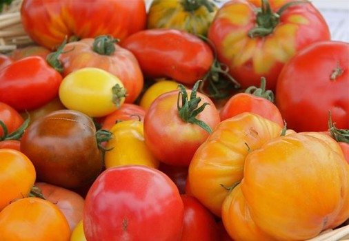 Tomates : Les Cultiver Sans Eau Et Sans Pesticides