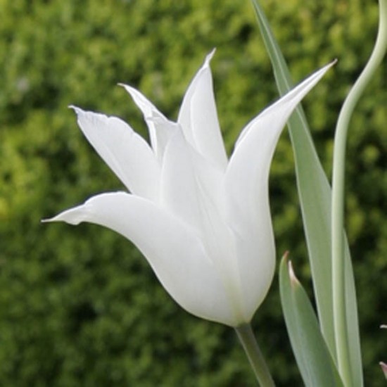 Connaître Les Plantes - Tulipes Lys - Les Doigts Fleuris