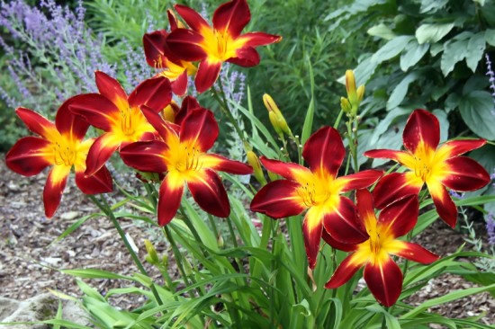 HÉMÉROCALLE - Les doigts fleuris