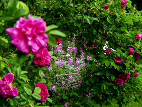 Jardin de Fernanda à Saint Maur des Fosses, au printemps 2004 - Les doigts fleuris