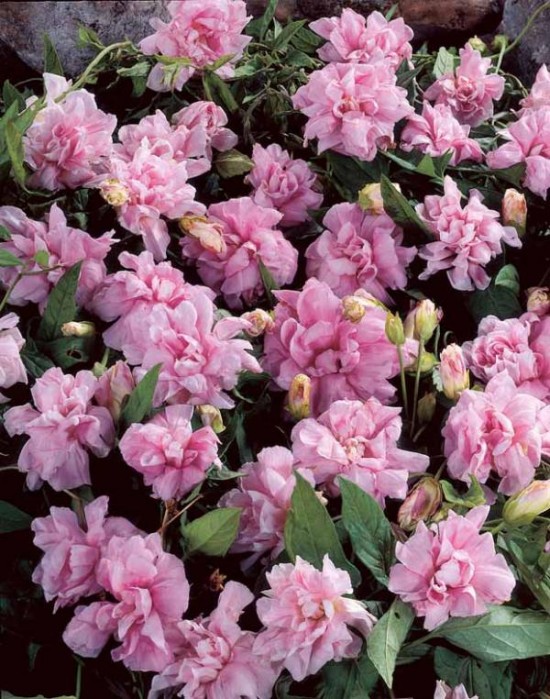 Calystegia Flore Pleno - Les doigts Fleuris