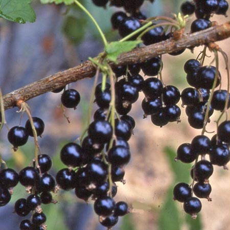 Le cassis - Les Doigts Fleuris
