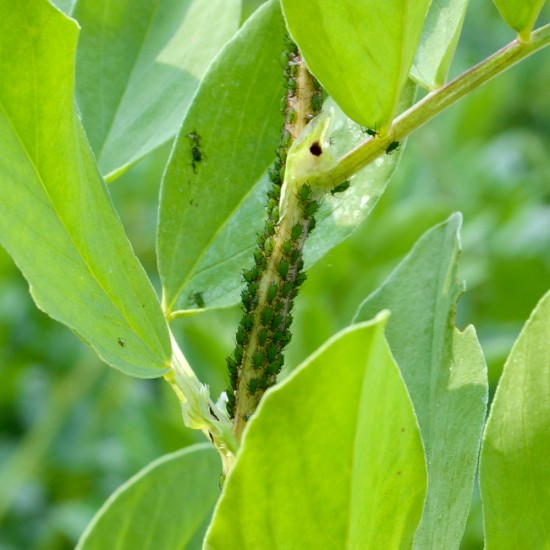 Comment fabriquer son propre insecticide naturel ? - Les Doigts Fleuris