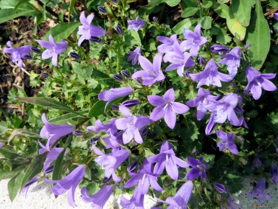 L'intelligence verte - Les Doigts Fleuris