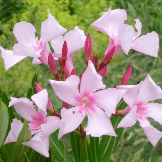 Le laurier rose "Villa Romaine" - Les Doigts Fleuris