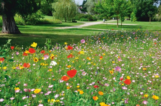 UNE PRAIRIE FLEURIE , BARRAGE FLEURI CONTRE LES PUCERONS - Les Doigts Fleuris