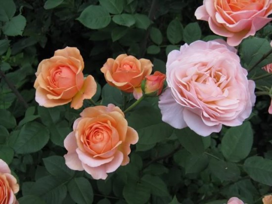 deux rosiers « leander » et « open arms» - Blog Jardin