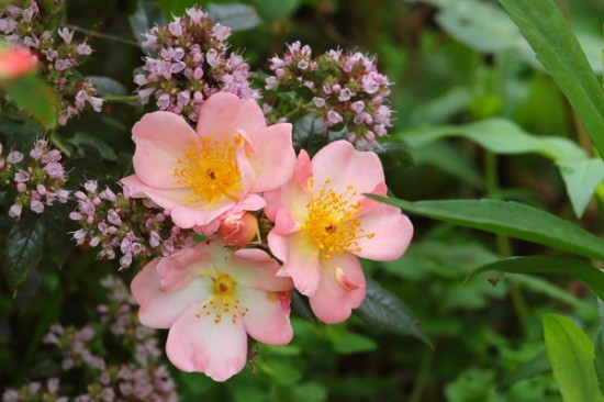 deux rosiers « leander » et « open arms» - Les Doigts Fleuris