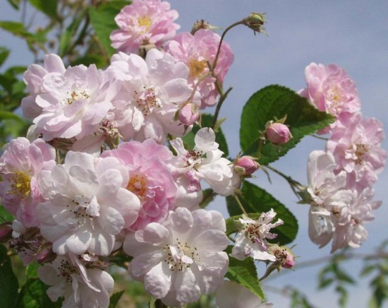 le rosier narrow water - Les Doigts Fleuris