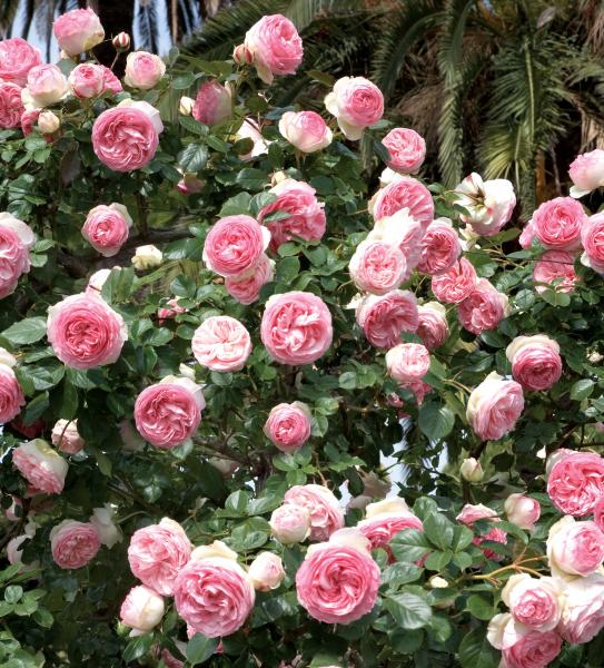 Connaître les plantes - Le rosier Pierre de Ronsard  - Les Doigts Fleuris