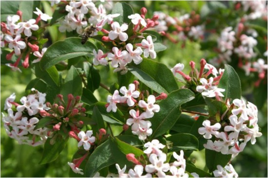 Ce superbe Abélia Mosanensis peut être considéré comme une variété de collection ! - Les Doigts Fleuris