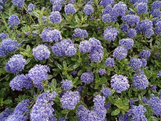 Le Ceanothe, gloire de Versailles, est l’un des plus beaux arbustes d’été à la floraison bleu... - Les Doigts Fleuris