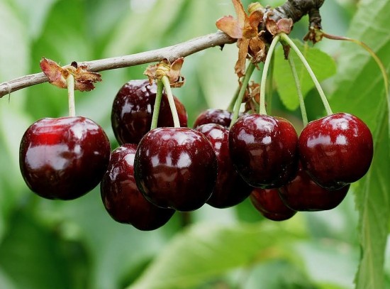 Des cerises pour tous les goûts - Les Doigts Fleuris