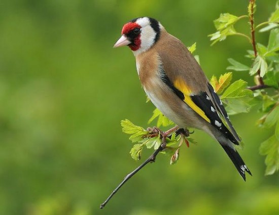 Le Chardonneret Elegant Est Un Oiseau De Nos Jardins Le Plus Colore Le Chardonneret Elegant Est Un Oiseau De Nos Jardins Le Plus Colore