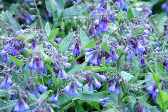 La consoude - Les Doigts Fleuris