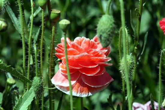 Les coquelicots doubles ou juponnés - Les Doigts Fleuris