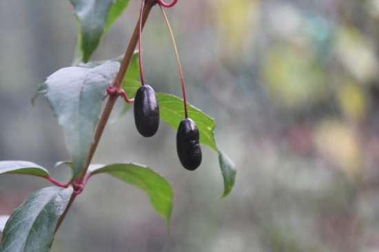 Fuchsia Regia Reitzii - Les Doigts Fleuris