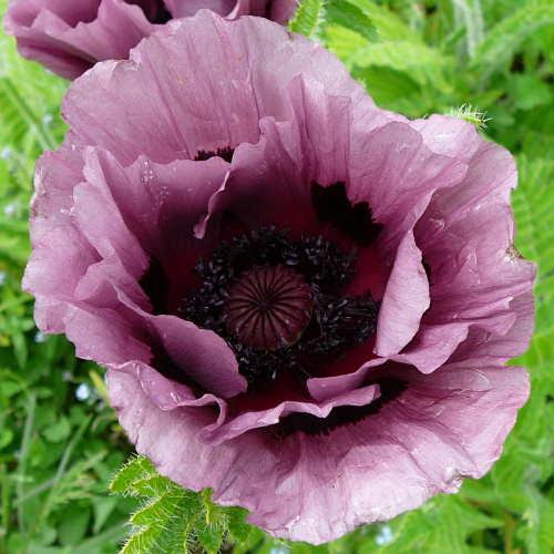 Le pavot d’orient "patty’s plum"